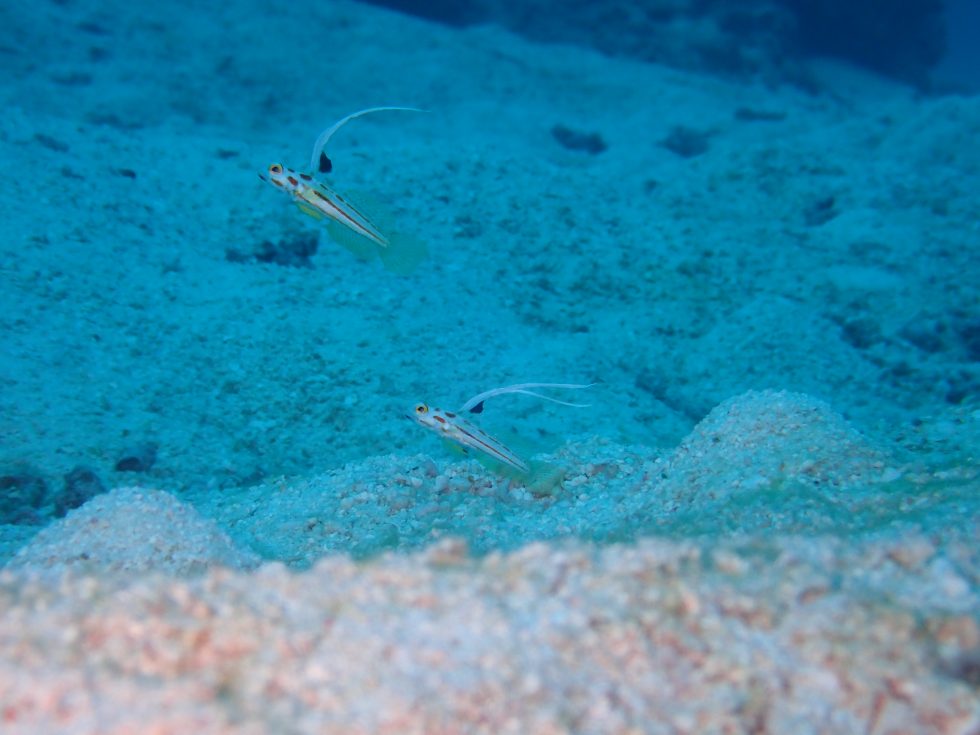 石垣島ダイビングショップ
ファンダイビング