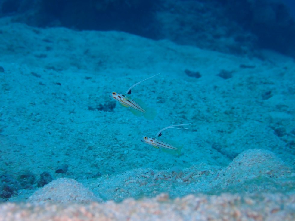 石垣島ダイビングショップ
ファンダイビング