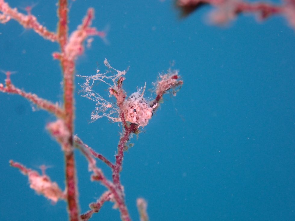 石垣島ダイビングショップ
ファン対ビング