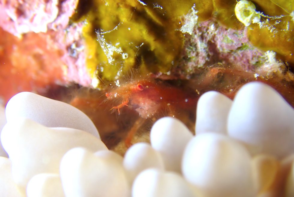 石垣島ダイビングショップ ファン対ビング