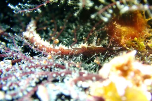 石垣島ダイビングショップ ファン対ビング