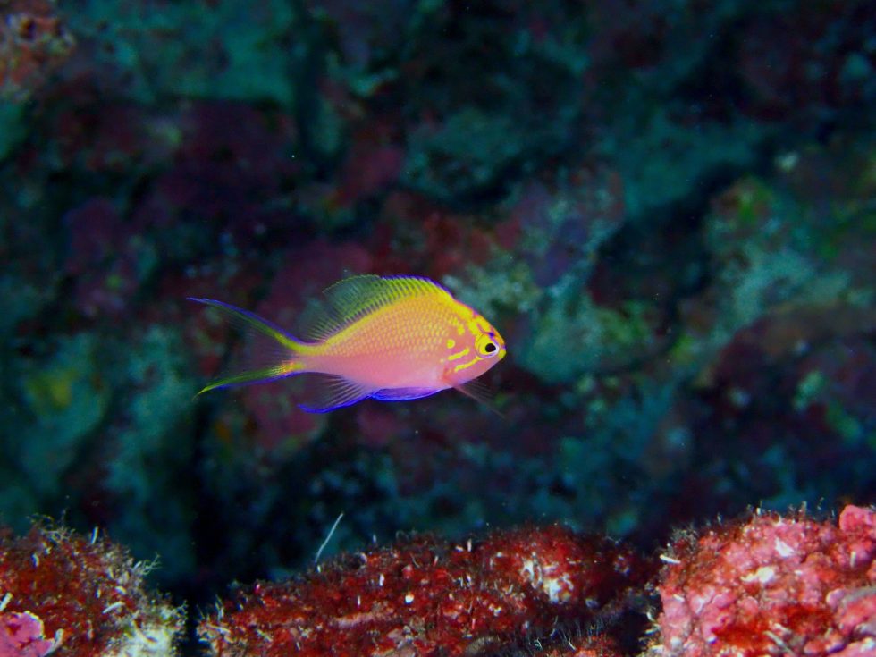 石垣島ダイビングショップ ファン対ビング