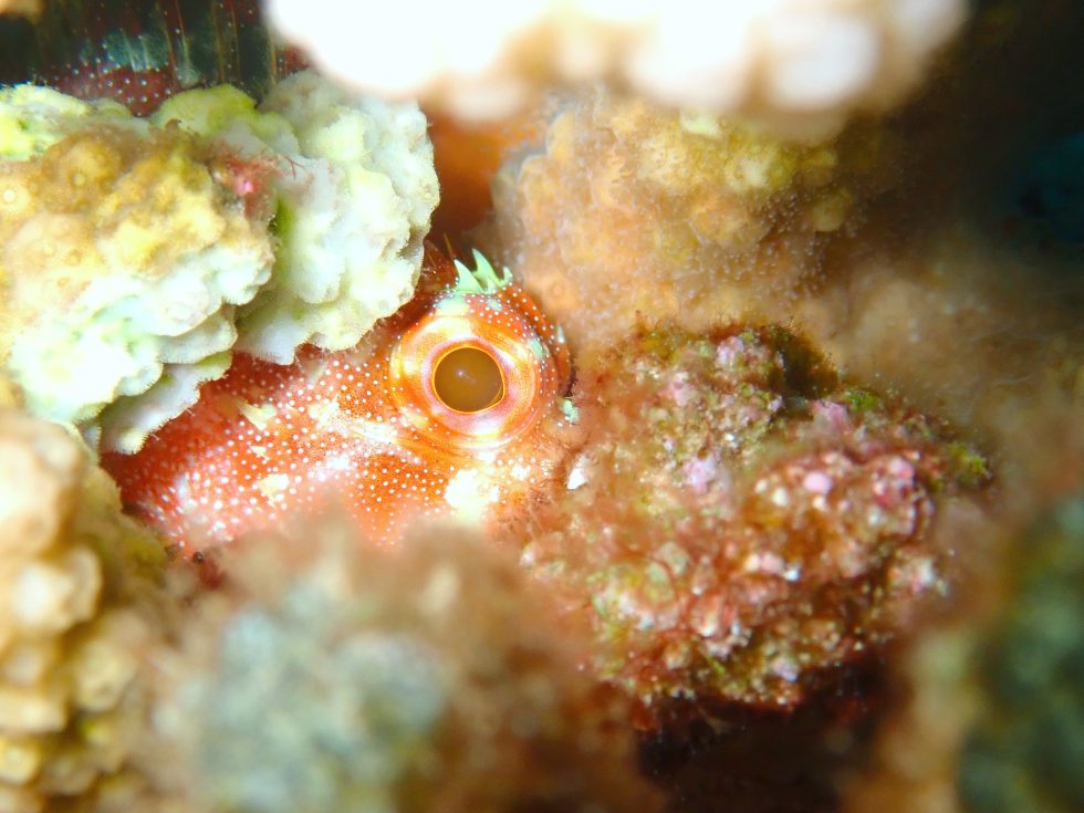 石垣島ダイビングショップ ファン対ビング