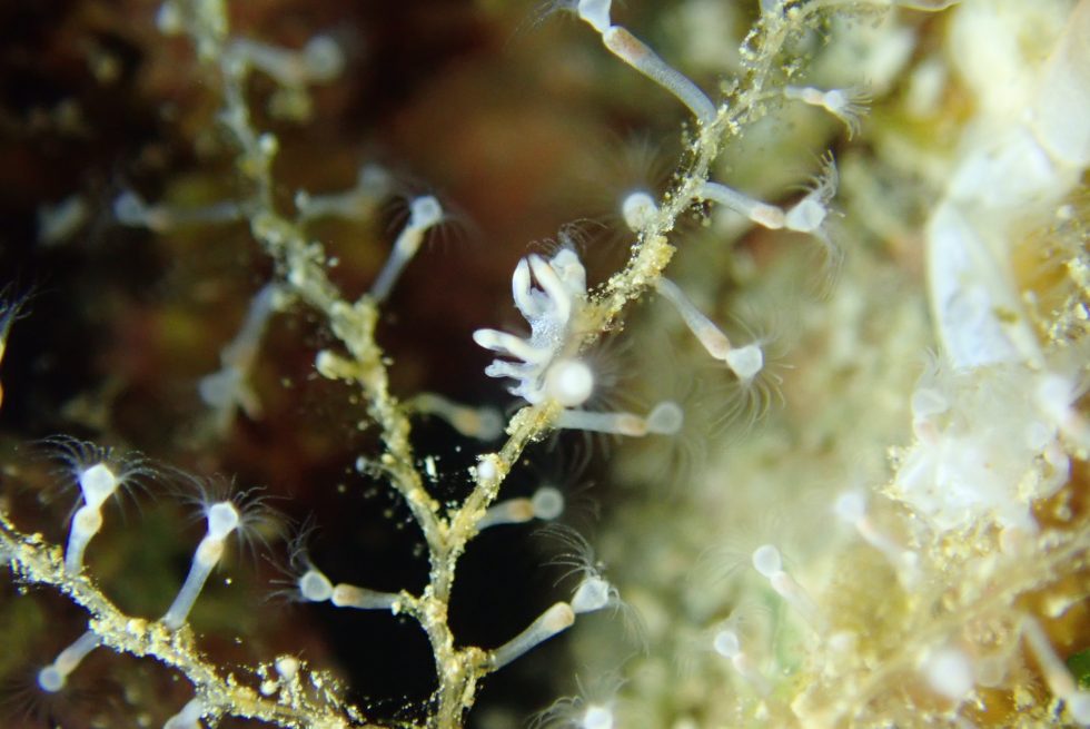 石垣島ダイビングショップ ファンダイビング