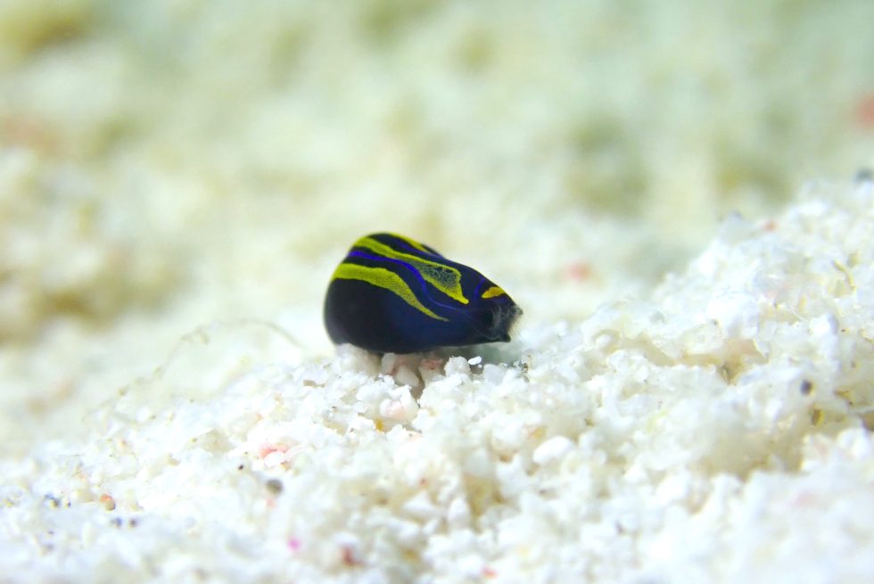 石垣島ダイビングショップ ファン対ビング