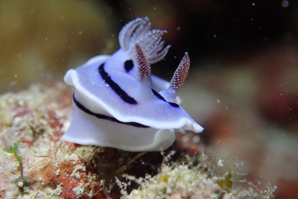 石垣島ダイビングショップ ファンダイビング