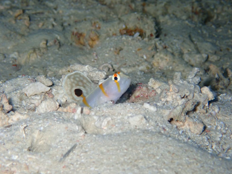 石垣島ダイビングショップ ファンダイビング