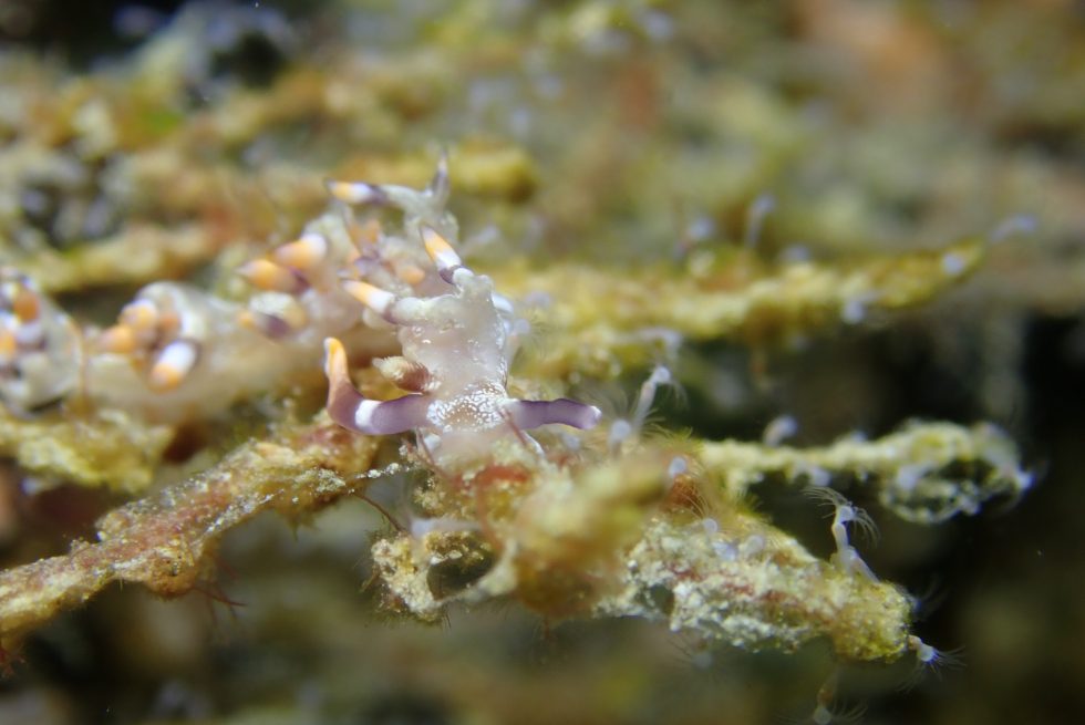 石垣島ダイビングショップ ファンダイビング