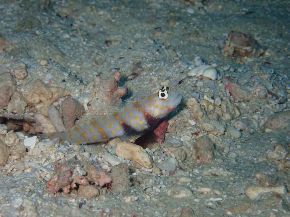 石垣島ダイビングショップ ファンダイビング