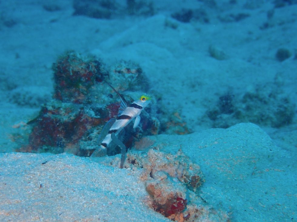 石垣島ダイビングショップ ファンダイビング