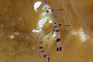 石垣島ダイビングショップ ファンダイビング