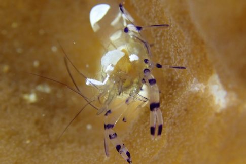 石垣島ダイビングショップ ファンダイビング