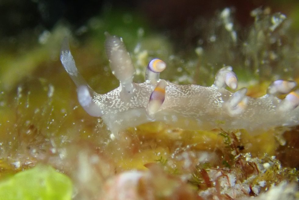 石垣島ダイビングショップ ファンダイビング