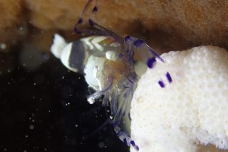 石垣島ダイビングショップ ファンダイビング