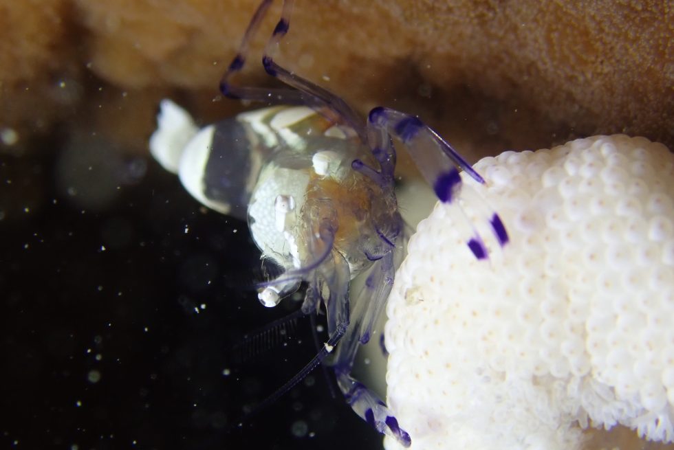 石垣島ダイビングショップ ファンダイビング