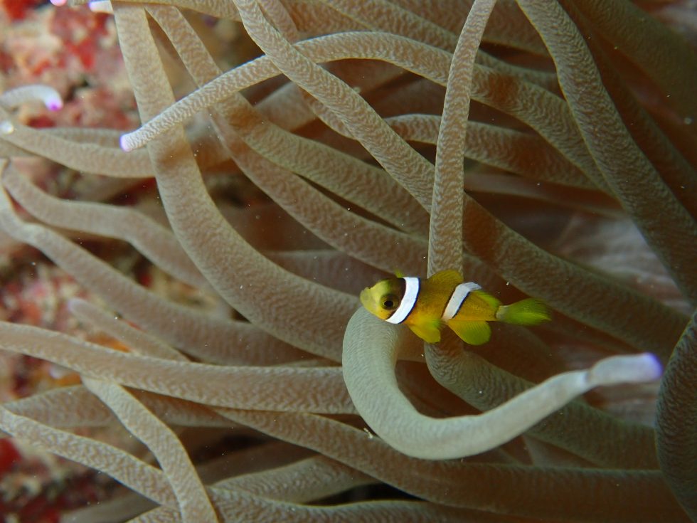 石垣島ダイビングショップ ファンダイビング