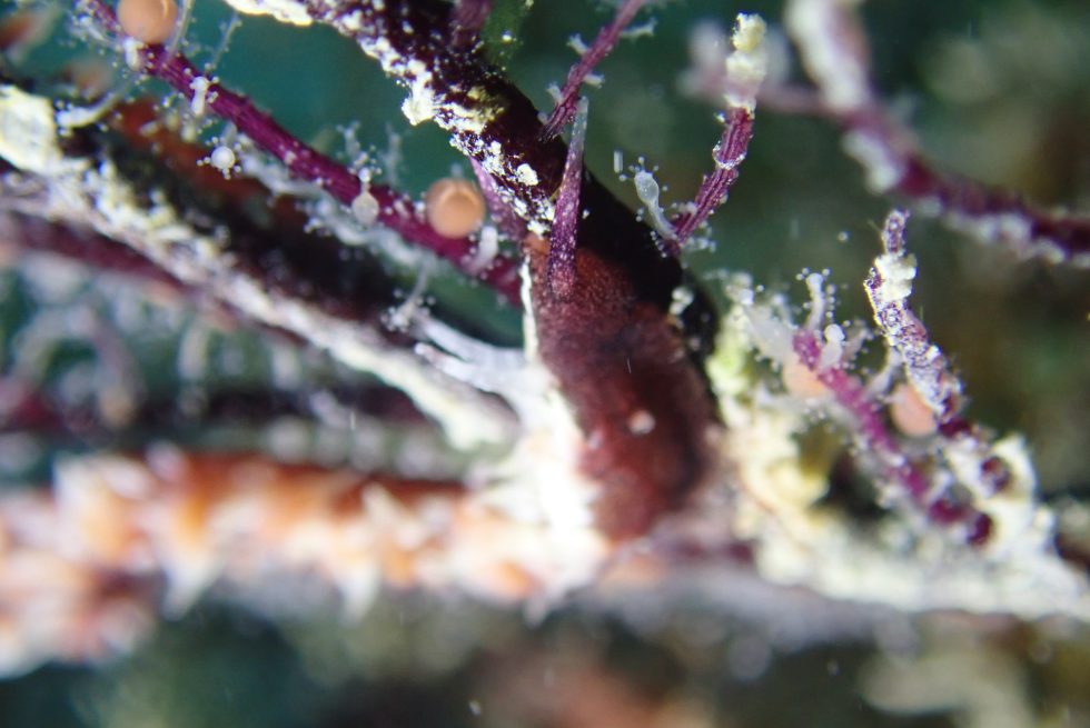 石垣島ダイビングショップ ファンダイビング