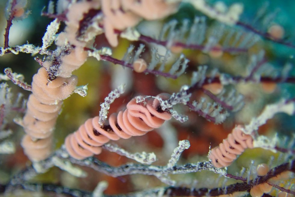 石垣島ダイビングショップ ファンダイビング