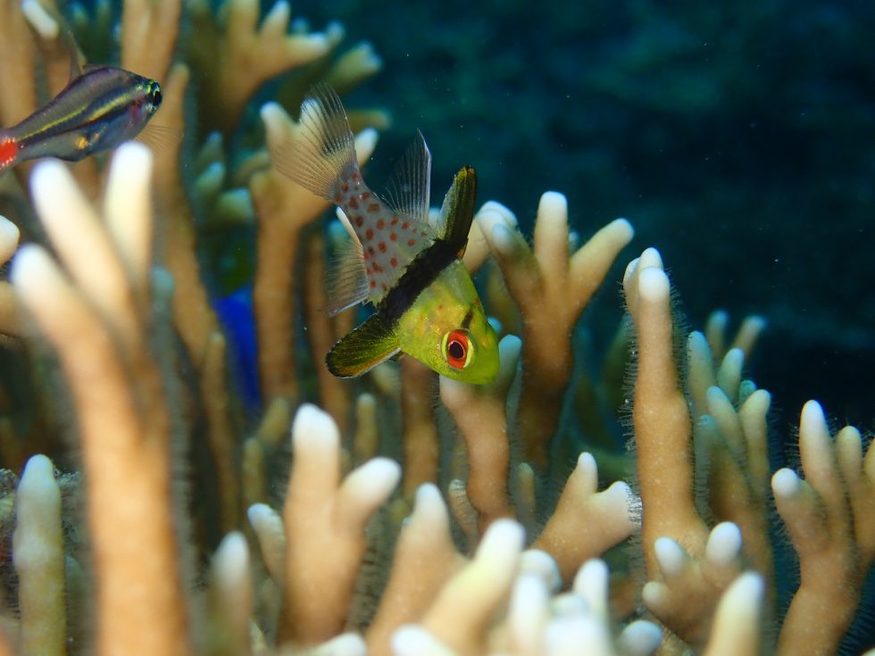 石垣島ダイビングショップ ファンダイビング