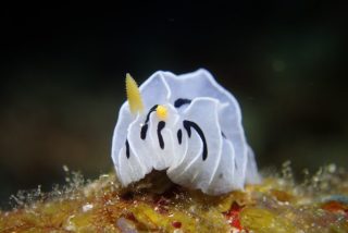 石垣島ダイビングショップ ファンダイビング