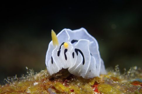 石垣島ダイビングショップ ファンダイビング