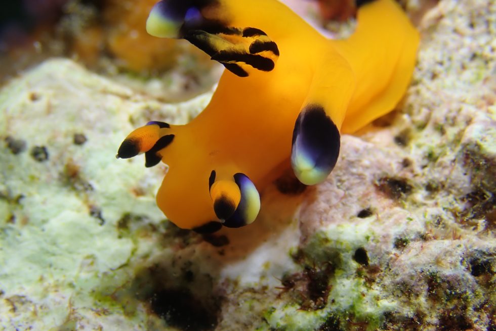 石垣島ダイビングショップ ファンダイビング