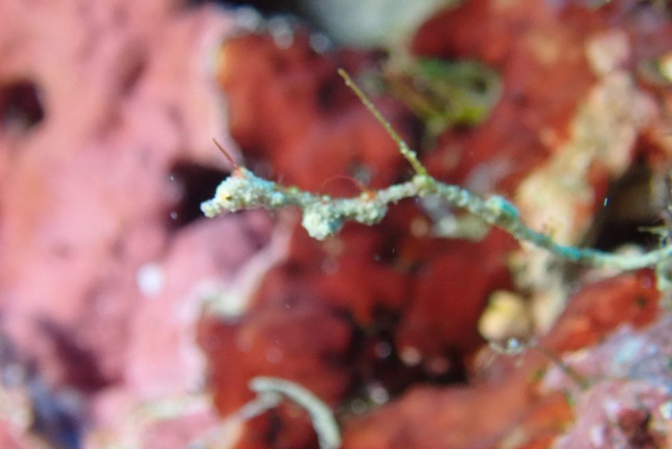 石垣島ダイビングショップ ファンダイビング