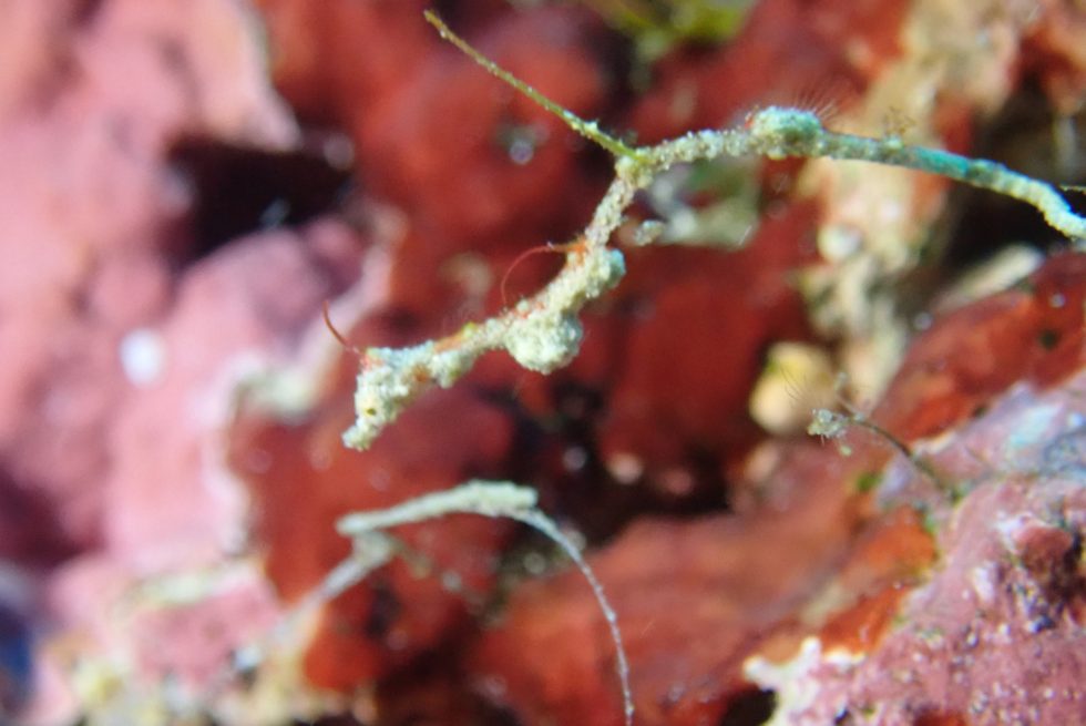 石垣島ダイビングショップ ファンダイビング