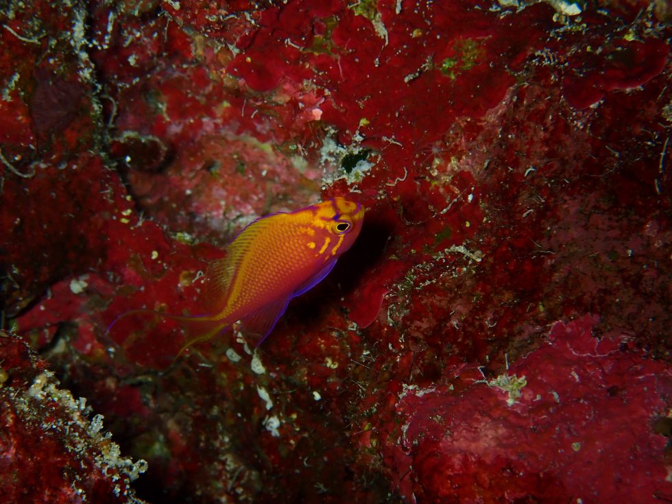 石垣島ダイビングショップ ファンダイビング