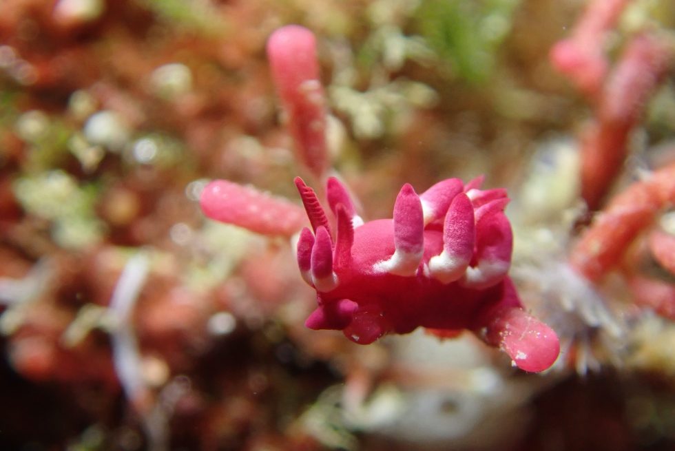 石垣島ダイビングショップ ファンダイビング