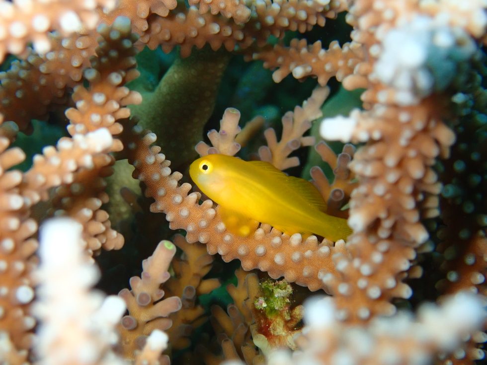 石垣島ダイビングショップ ファンダイビング