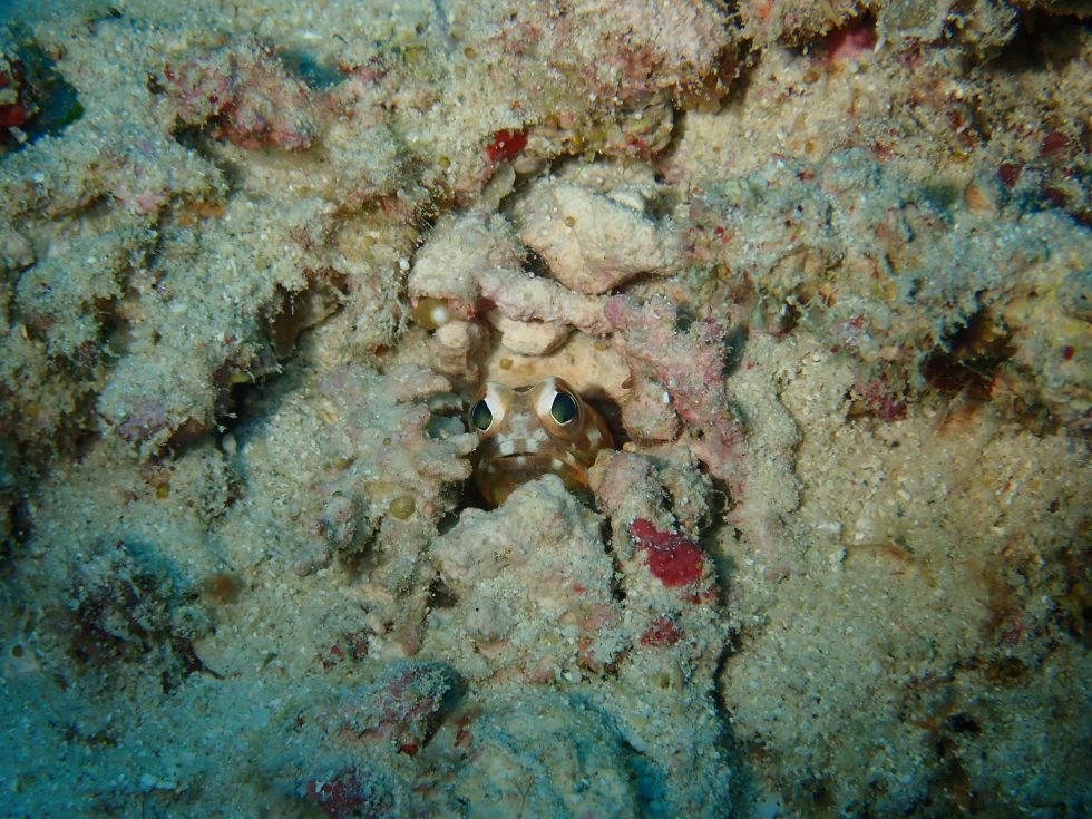 石垣島ダイビングショップ ファンダイビング