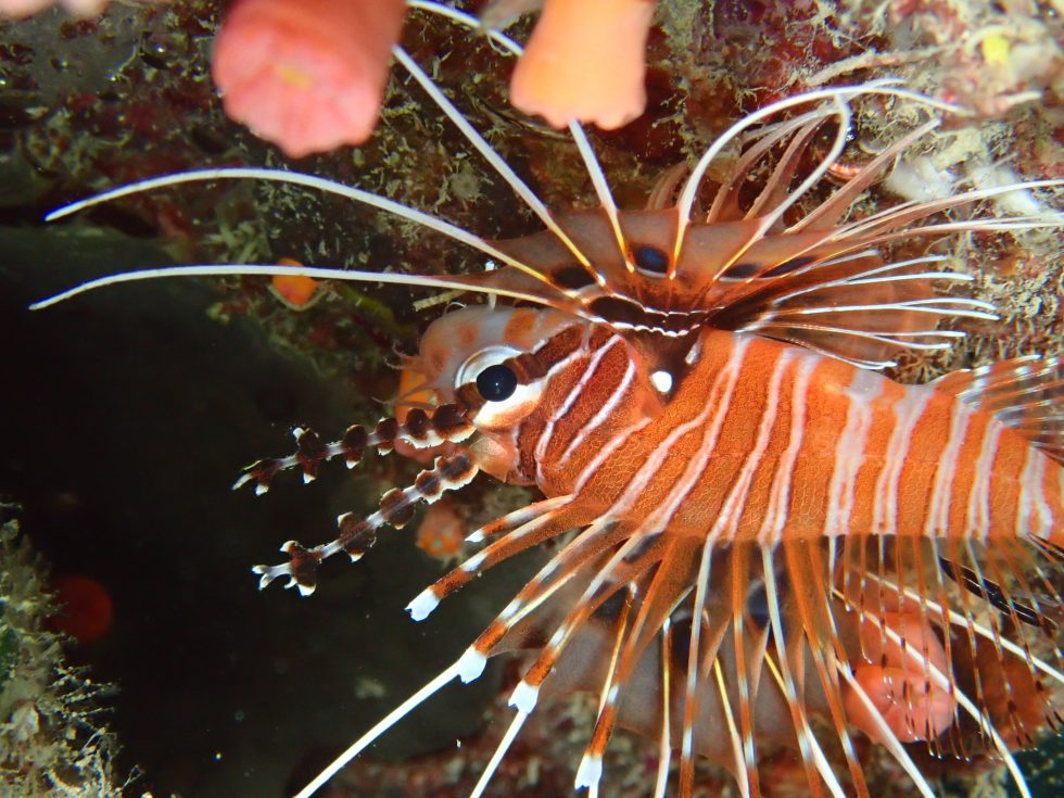 石垣島ダイビングショップ ファンダイビング