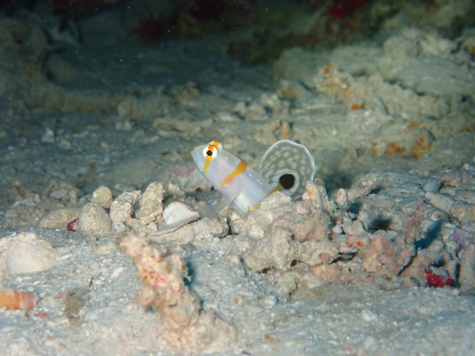 石垣島ダイビングショップ ファンダイビング