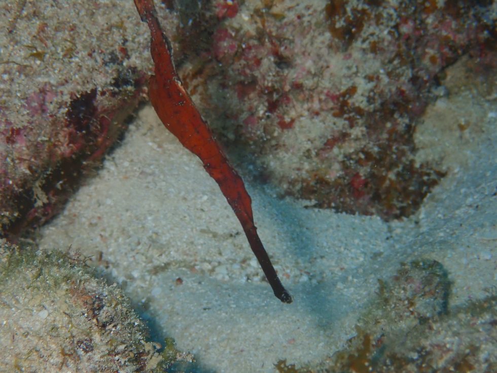 石垣島ダイビングショップ ファンダイビング