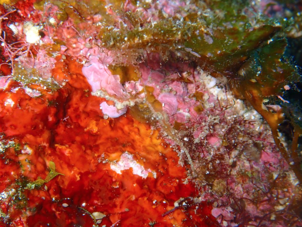 石垣島ダイビングショップ ファンダイビング