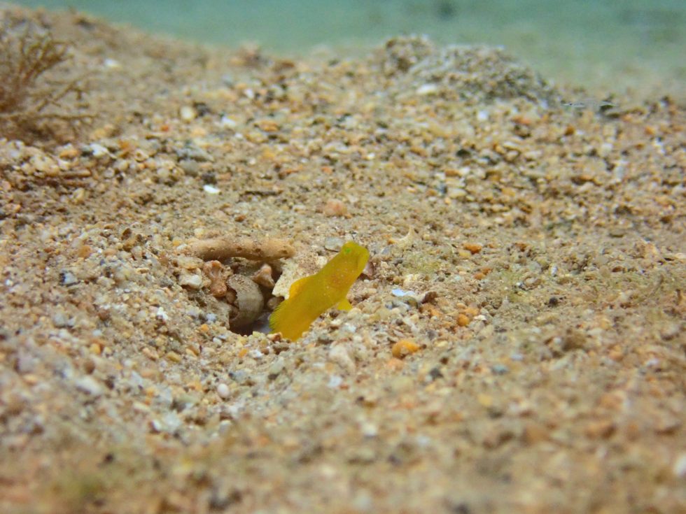 石垣島ダイビングショップ ファンダイビング