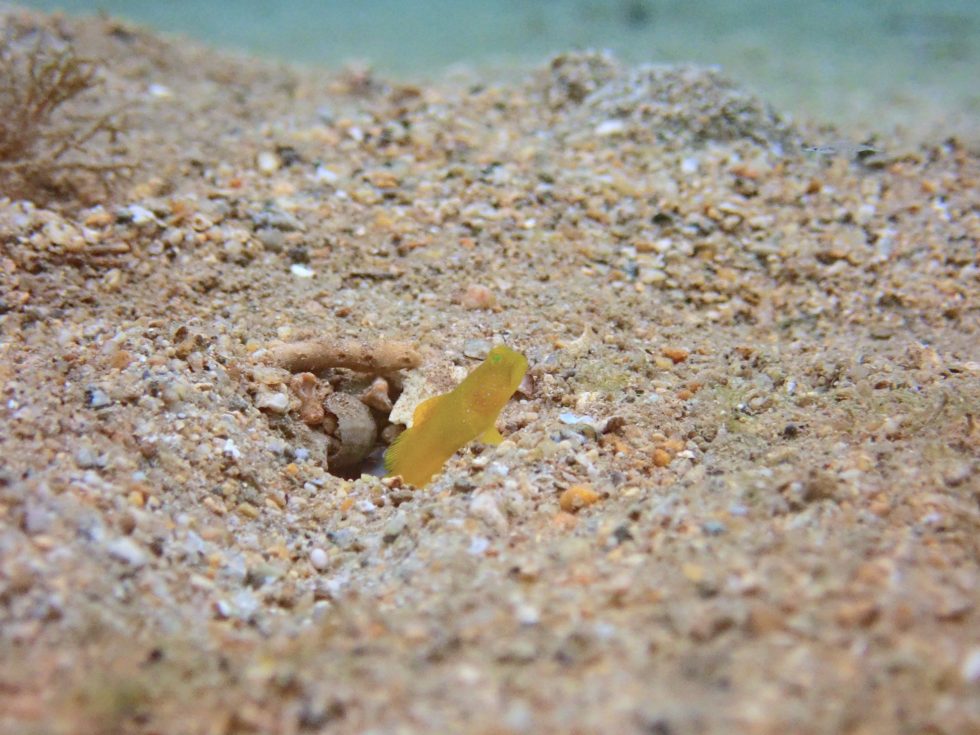 石垣島ダイビングショップ ファンダイビング