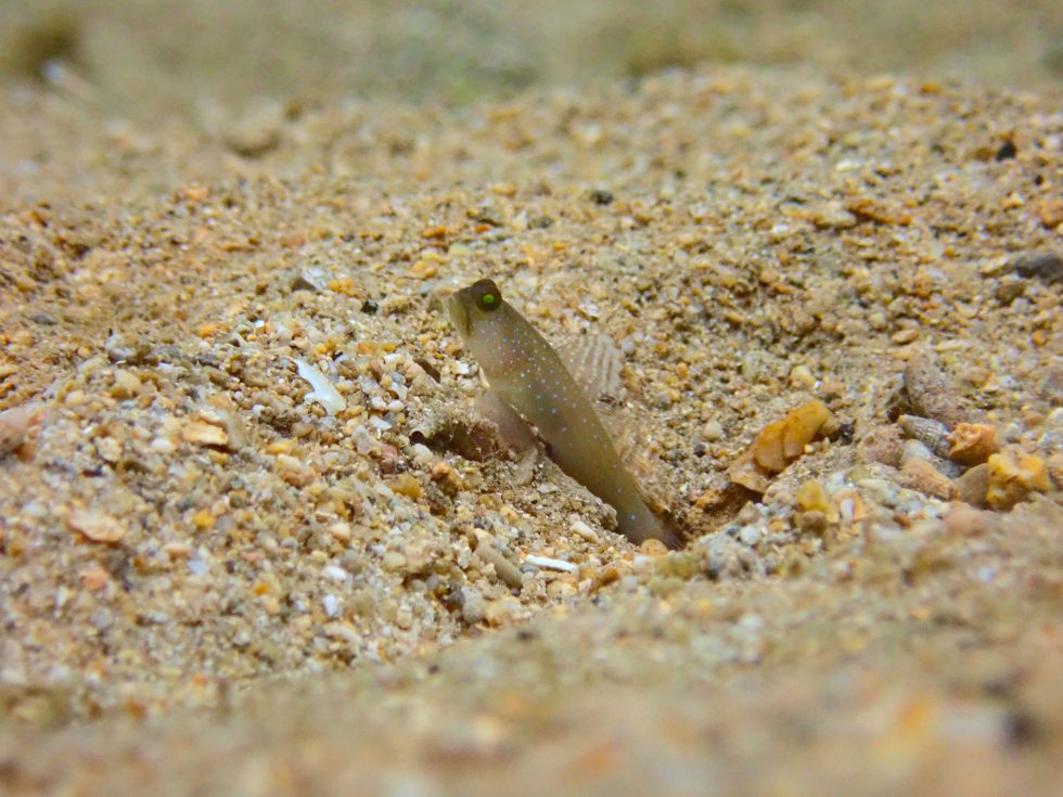 石垣島ダイビングショップ ファンダイビング