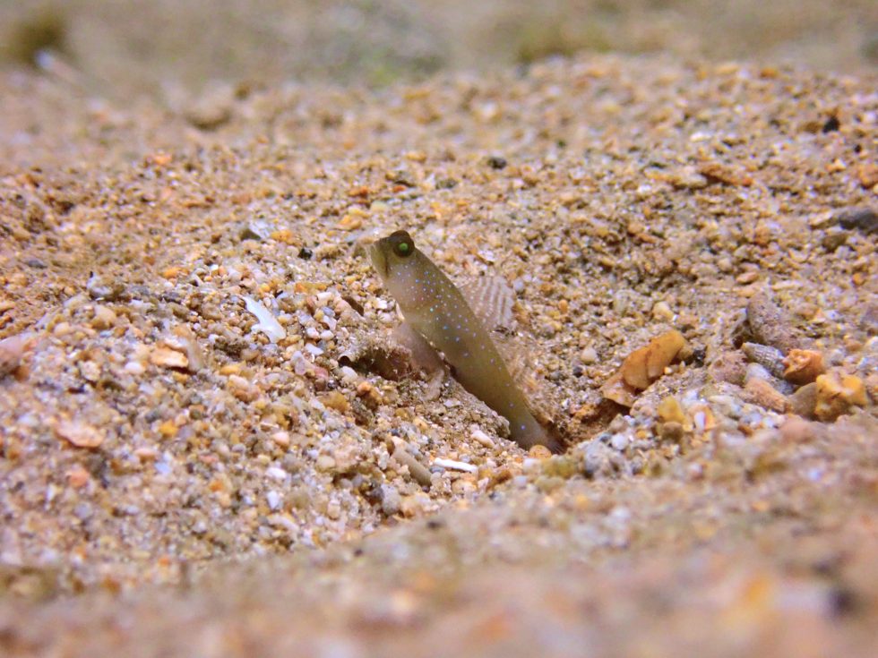 石垣島ダイビングショップ ファンダイビング