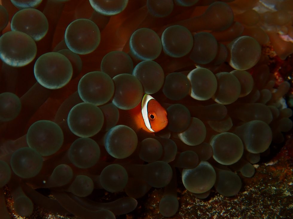 石垣島ダイビングショップ ファンダイビング