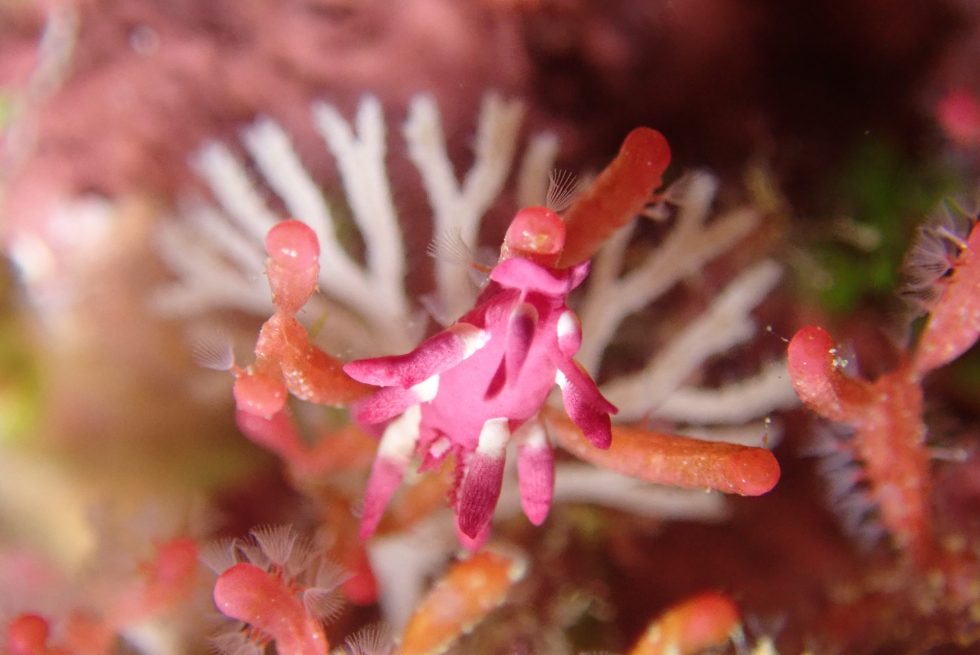 石垣島ダイビングショップ ファンダイビング