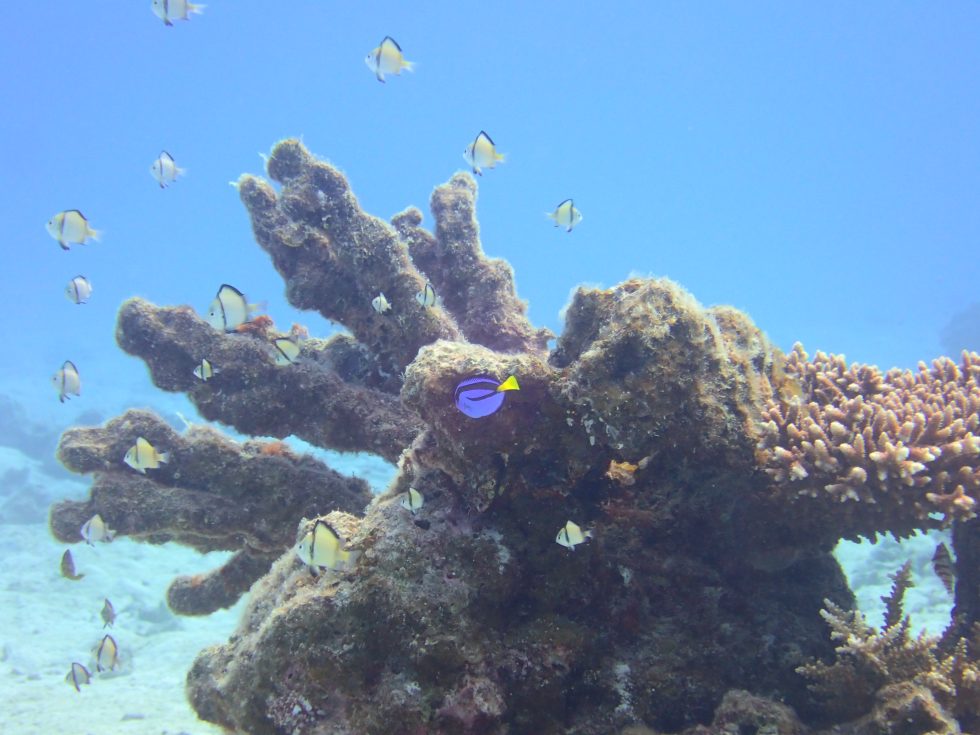 石垣島ダイビングショップ ファンダイビング