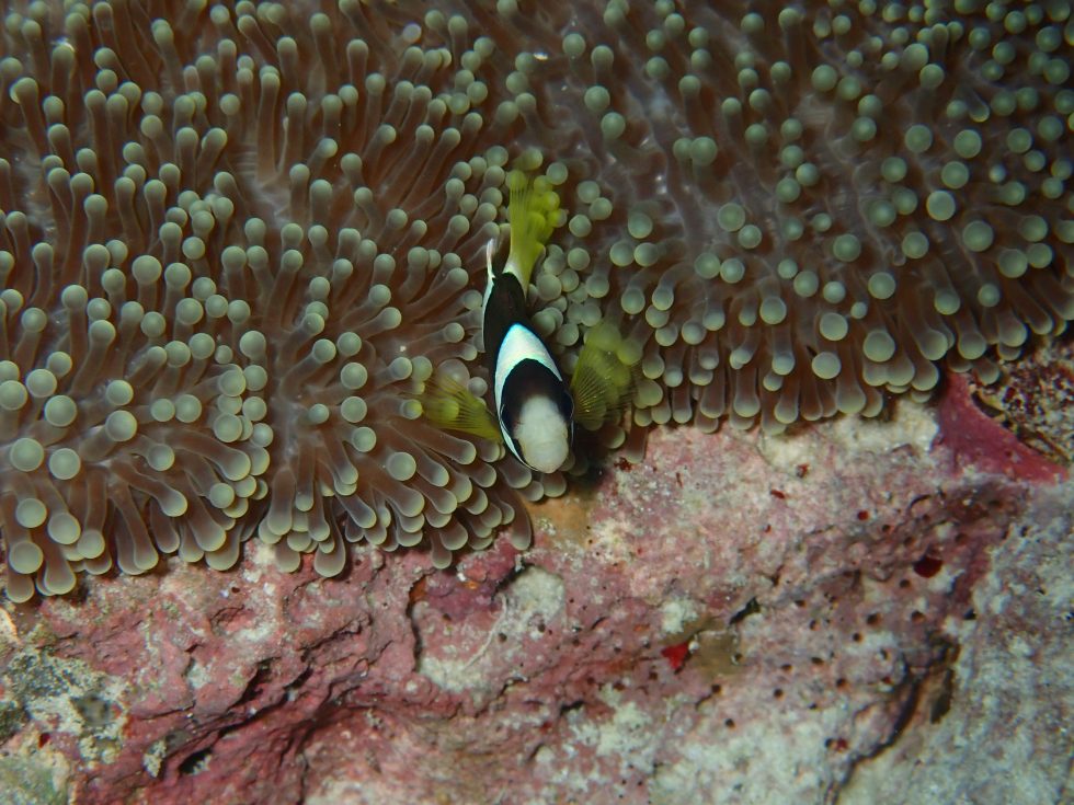 石垣島ダイビングショップ ファンダイビング