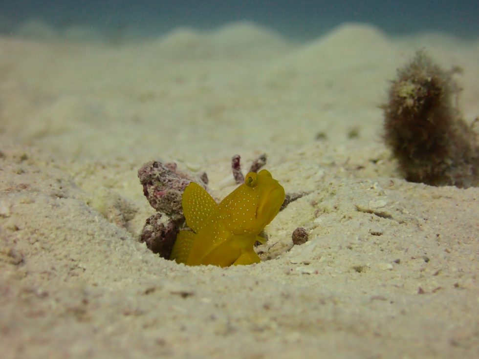 石垣島ダイビングショップ ファンダイビング