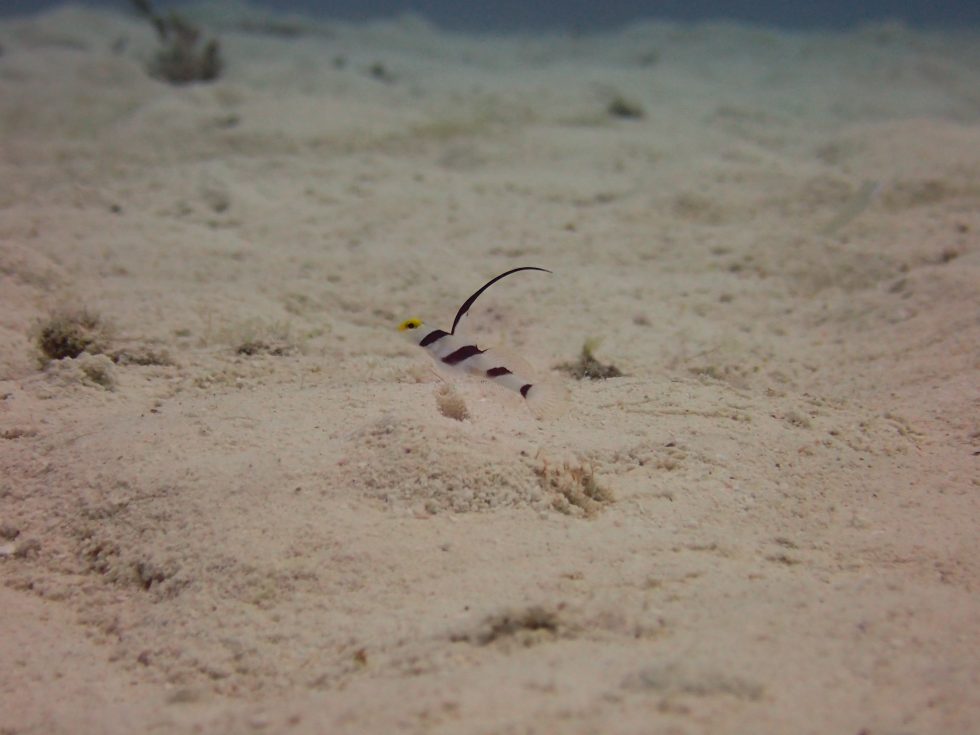 石垣島ダイビングショップ ファンダイビング