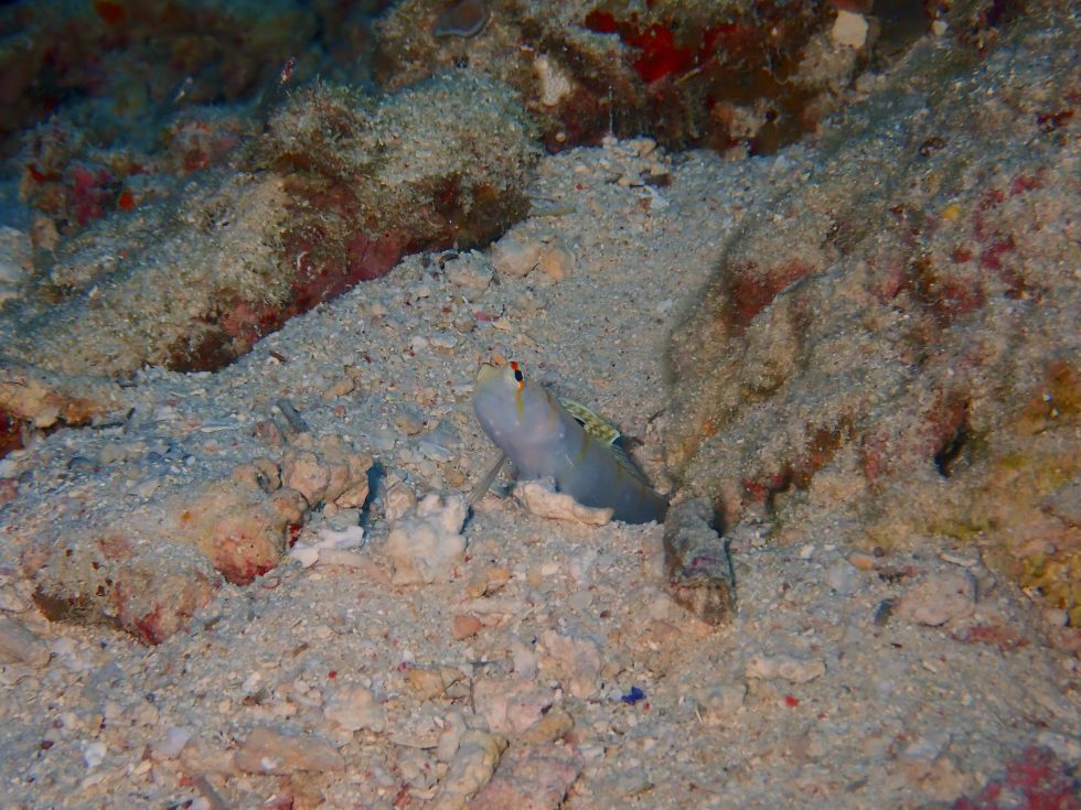 石垣島ダイビングショップ ファンダイビング