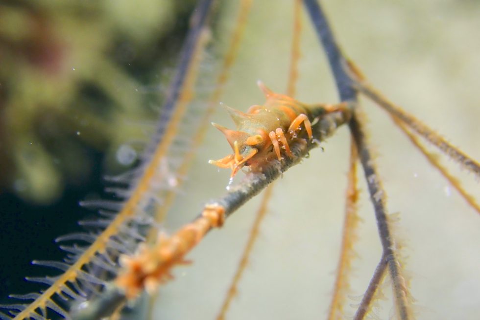 石垣島ダイビングショップ ファンダイビング