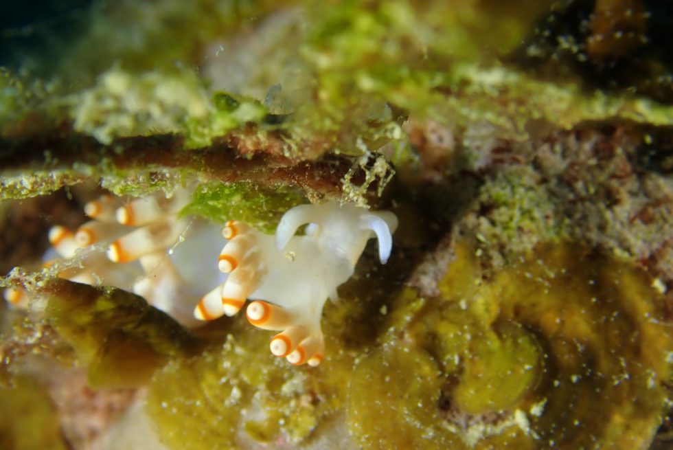 石垣島ダイビングショップ ファンダイビング