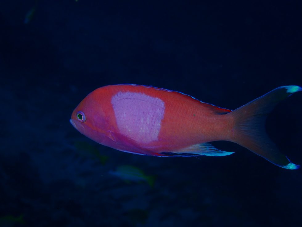 石垣島ダイビングショップ ファンダイビング